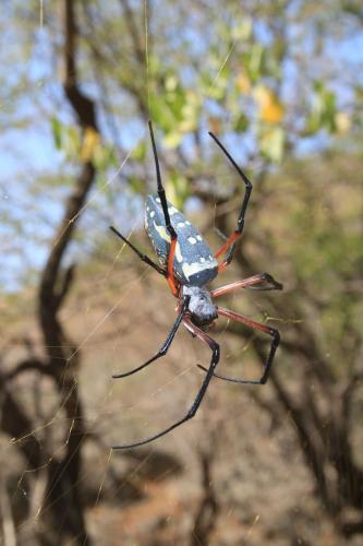 Trichonephila sumptuosa